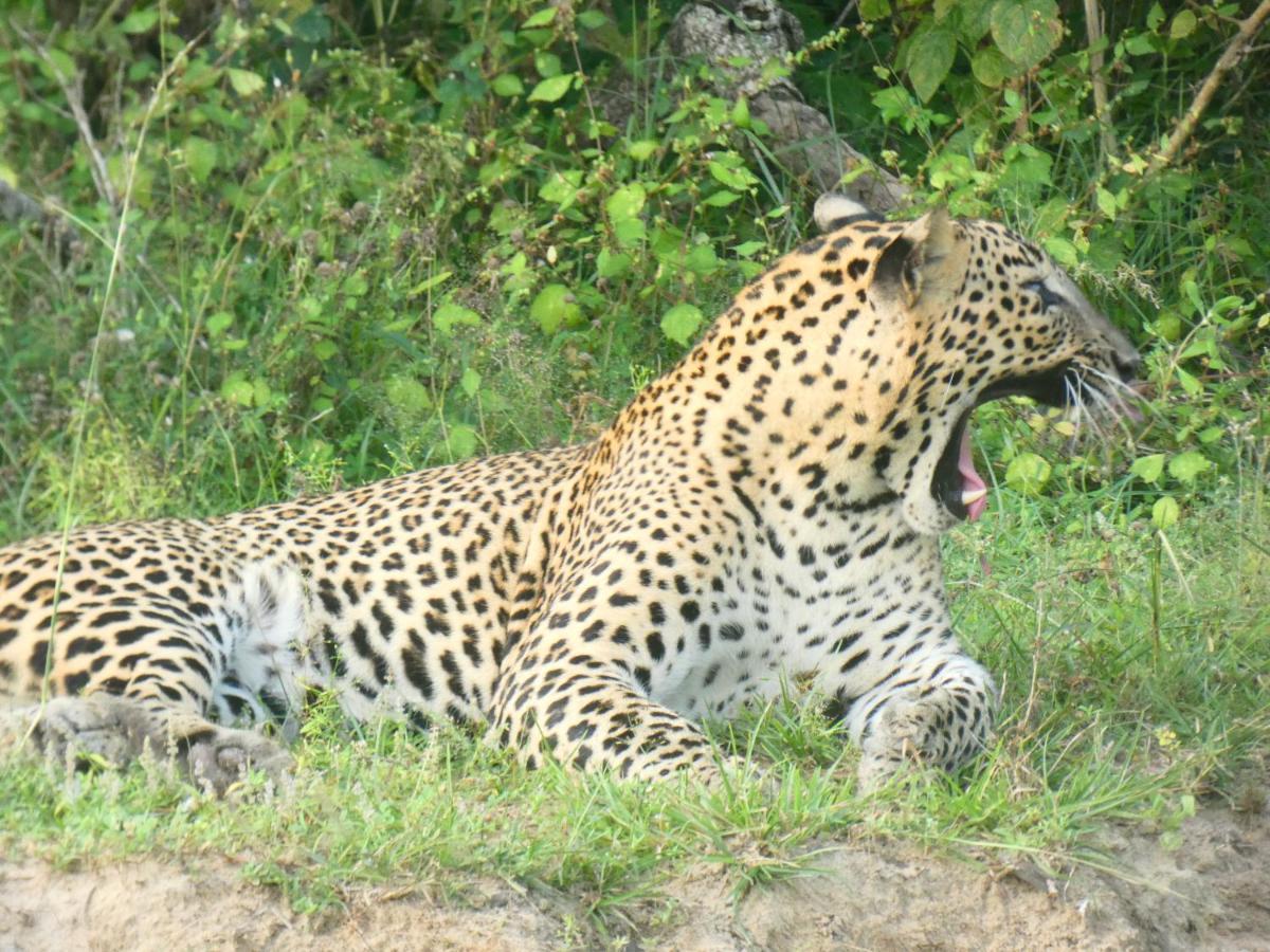 Lavender Home Yala Safari Тиссамахарама Экстерьер фото